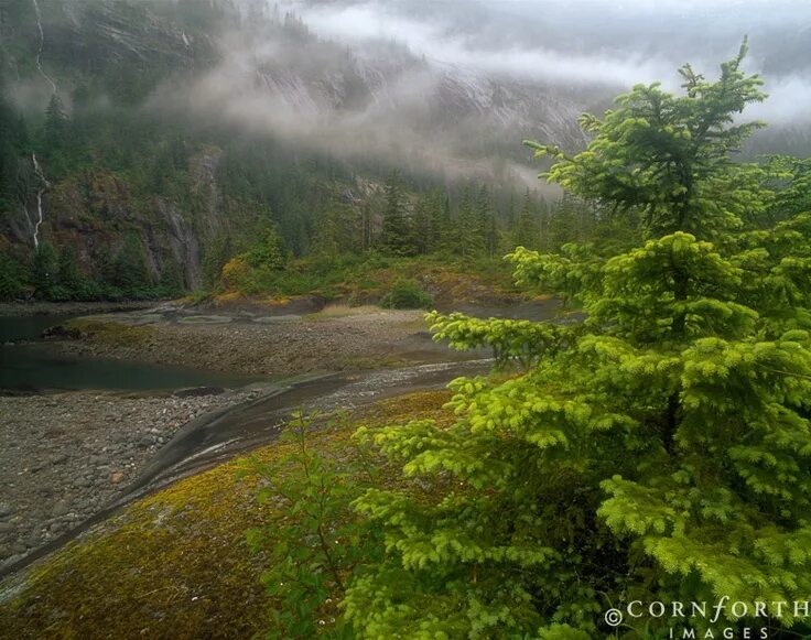 Плохие фото природы Alaska Tongass national forest, Amazing nature photography, Nature pictures