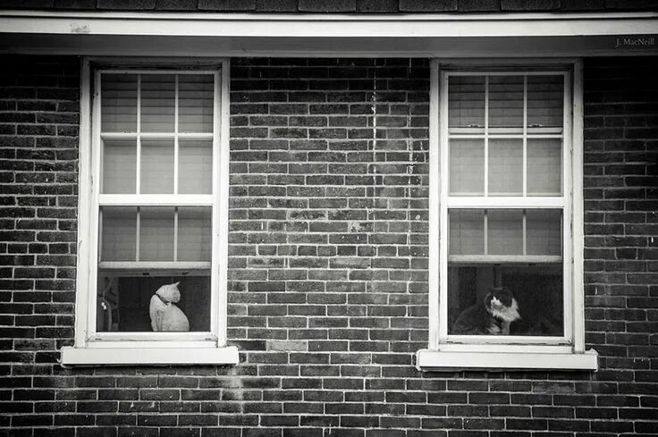 Плохие окна фото The Mysterious Lives Of Cats Captured In Black And White Photography Black, whit