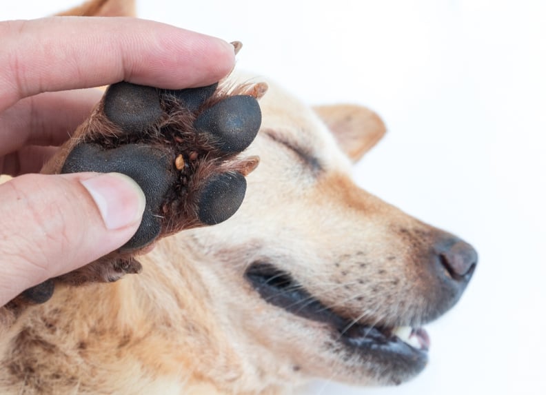 Плохой клещ фото собаку укусил Ticks on Dogs: Complete Guide to Tick Prevention for Dogs