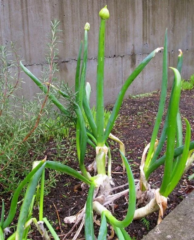 Плохой лук фото How to Regrow Green Onions From Scraps Green onions growing, Regrow green onions