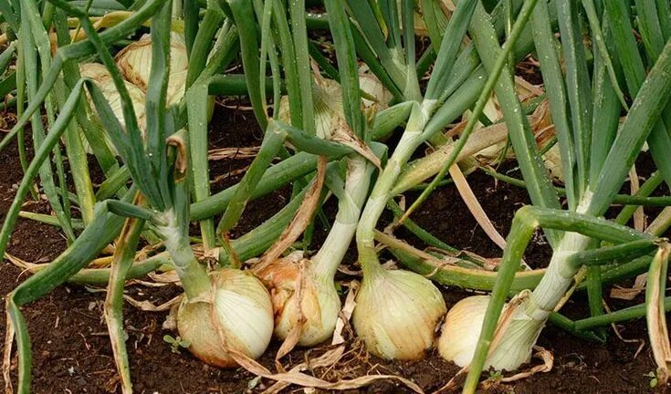 Плохой лук фото About Onions Growing vegetables, Planting onion sets, Garden seeds
