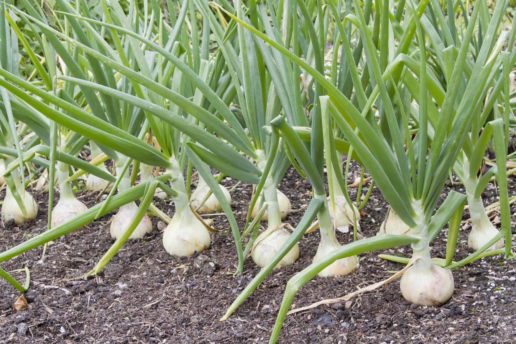 Плохой лук фото Чем подкормить лук для хорошего урожая - Fertilizer Daily