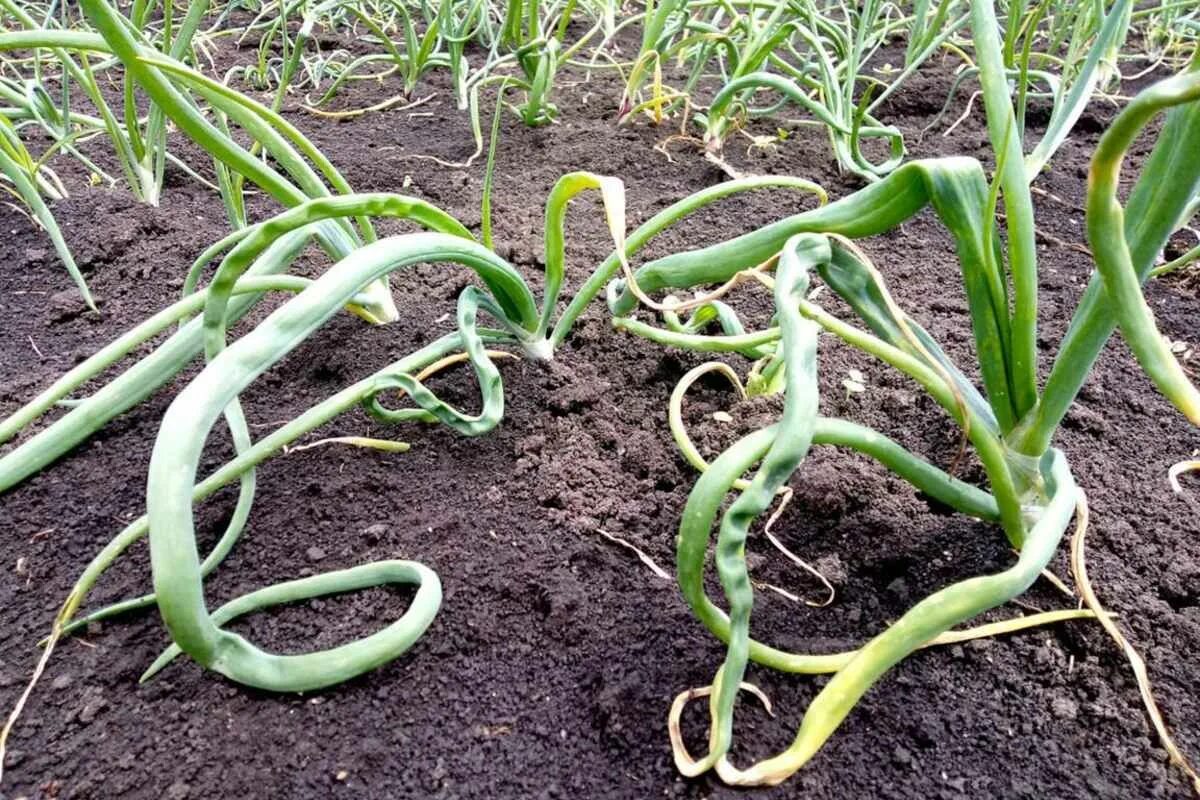 Плохой лук фото Почему сохнет лук: в чём причина и как его спасти Plants, Green beans, Beans
