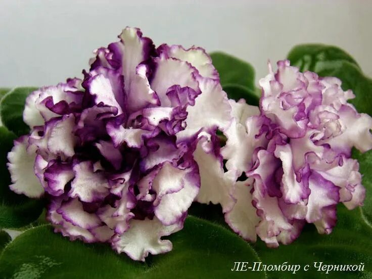Пломбир фиалка фото и описание Pin by Susie's Thimbles on African violets African violets plants, African viole