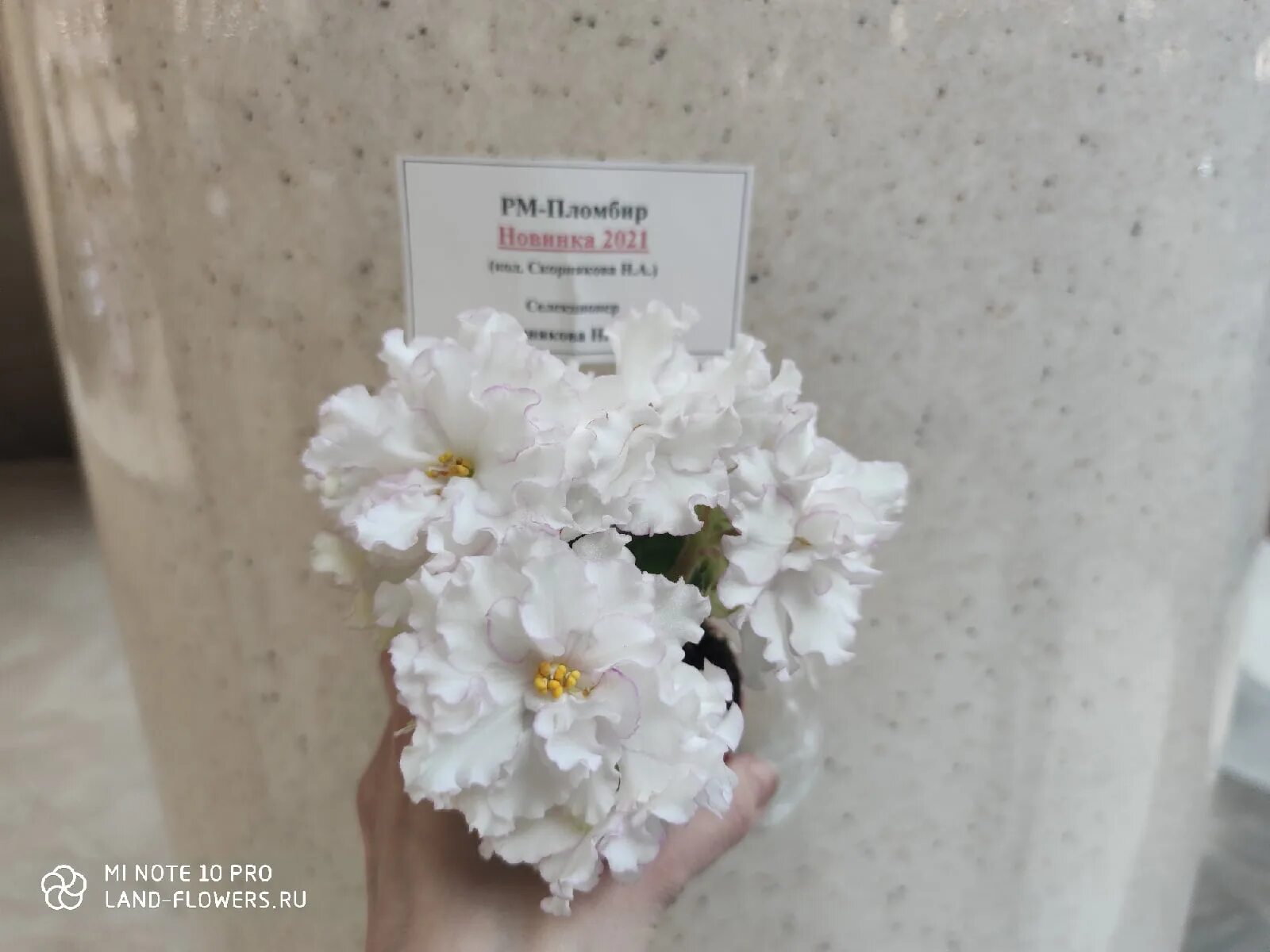 Пломбир фиалка фото и описание фиалка РМ-Пломбир - Land Flowers