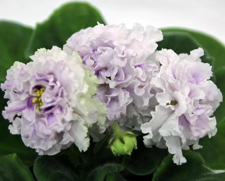 Пломбир фиалка фото и описание ЛЕ-Пломбир с Черникой African violets plants, Violet plant, African violets