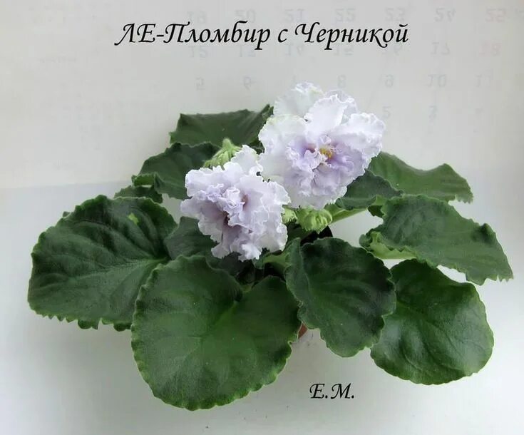 Пломбир фиалка фото и описание African violet 'ЛЕ-Пломбир с Черникой / LE-Plombier C Chernikoy' Saintpaulia, Af