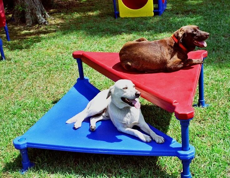 Площадка для собак фото Dog Agility Equipment Dog Agility Training Equipment Dog Agility Course Equipmen
