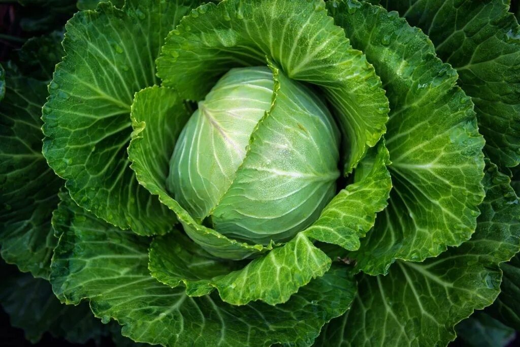 Плоская капуста фото Cabbage Выращивание капусты, Капуста, Огород