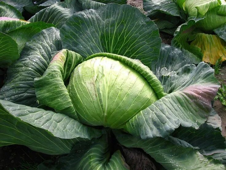 Плоская капуста фото Late Flat Dutch Cabbage Cabbage seeds, Cabbage varieties, Garden seeds