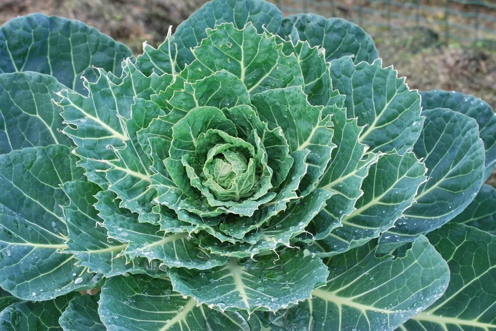 Плоская капуста фото Interesante información sobre el decorativo, rico y sano repollo Repollo, Col, V