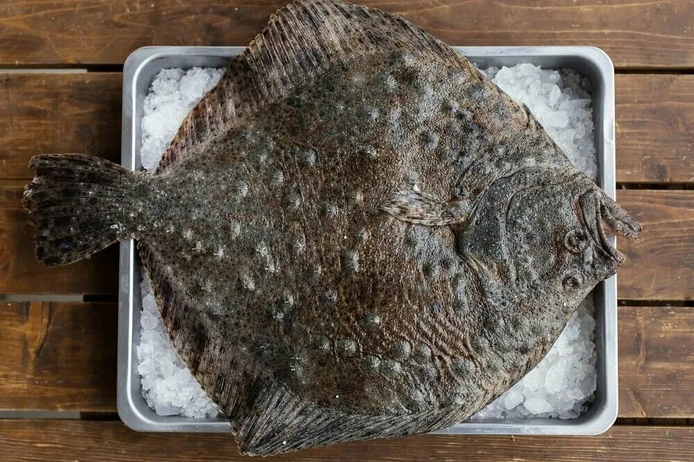 Плоская рыба фото Купить Калкан черноморский по низкой цене с быстрой доставкой от 25 минут в Моск