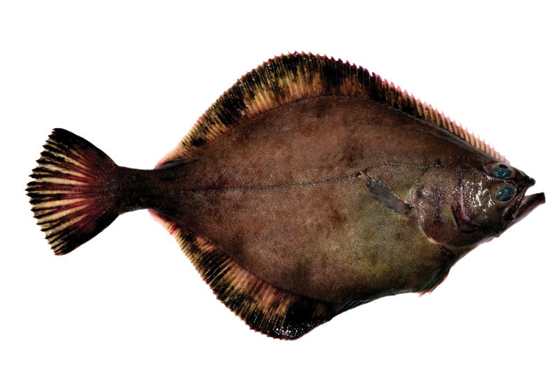 Плоская рыба фото Deepwater Flatfish - Alaska Seafood