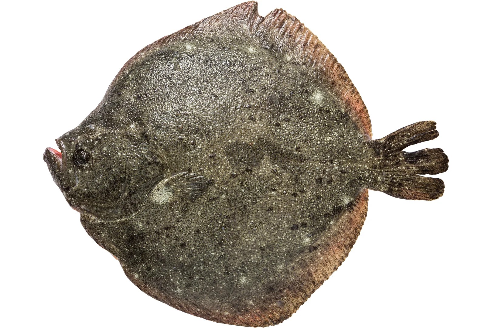 Плоская рыба фото Flounder oreganata - Southern flounder are one of three flounder species found i