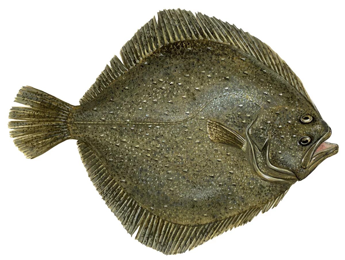 Плоская рыба фото Turbot - VISwijzer