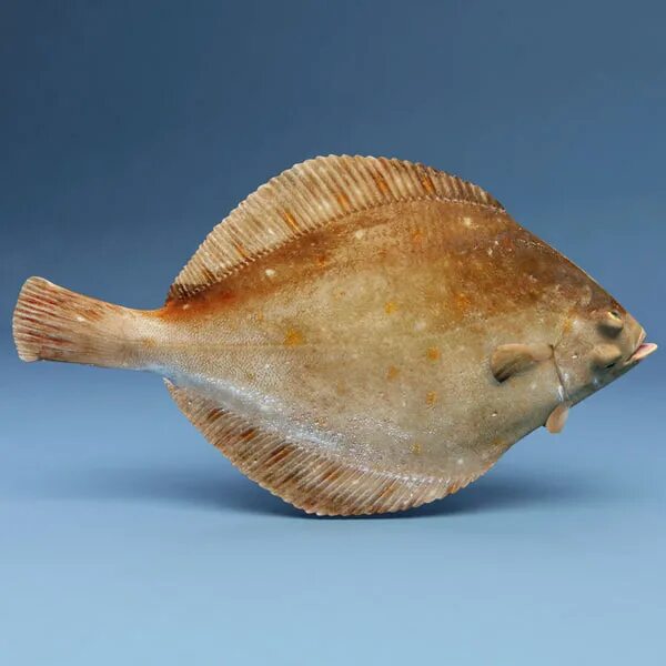 Плоская рыба фото Plaice Recipes: Crumbled Plaice, Grilled Plaice - Great British Chefs C26
