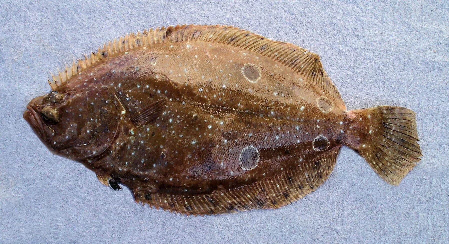 Плоская рыба фото Sand Flounder Family Photographs, and Information - Paralichthyidae Mexican Fish
