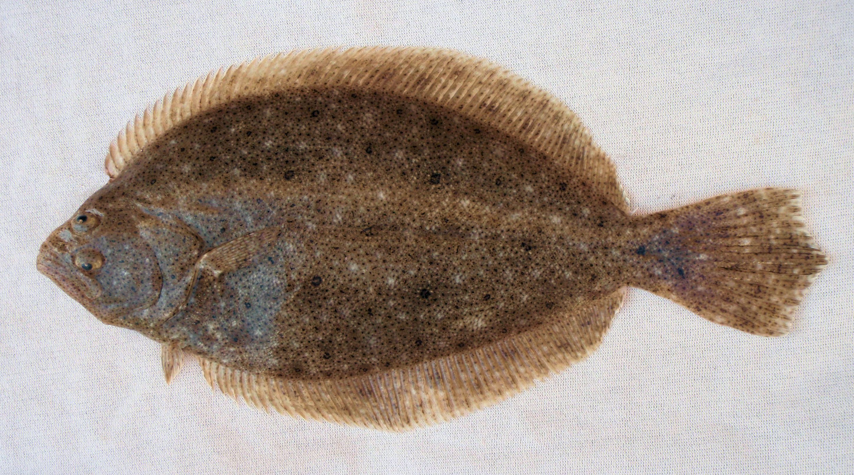 Плоская рыба фото Mexican Flounder