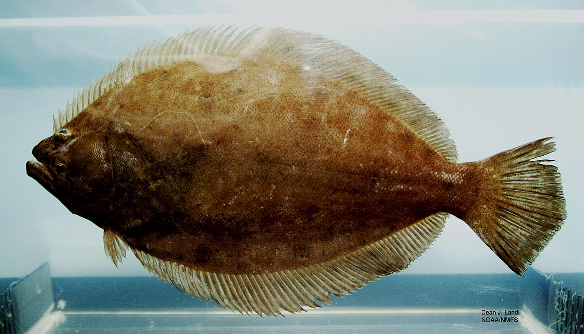 Плоская рыба фото Paralichthys - Wikipedia, la enciclopedia libre