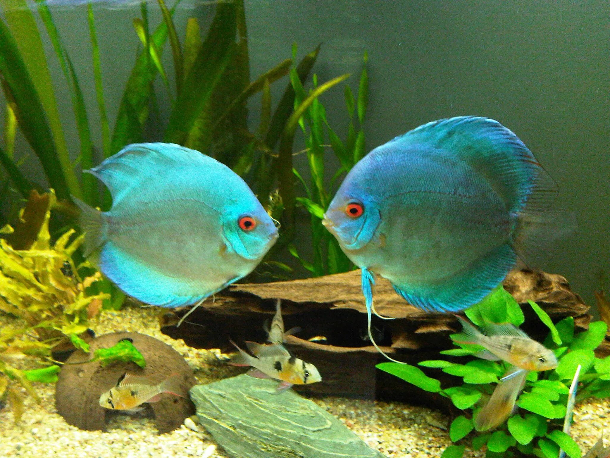 Плоские аквариумные рыбки фото Image detail for -freshwater fish freshwater aquariums equipment copyright 2010 