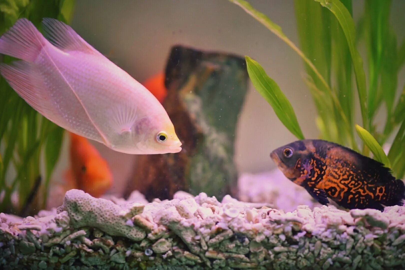 Плоские аквариумные рыбки фото http://www.lifesire.com/story-fish-life-aquarium/ #aquarium #fish #life #story #