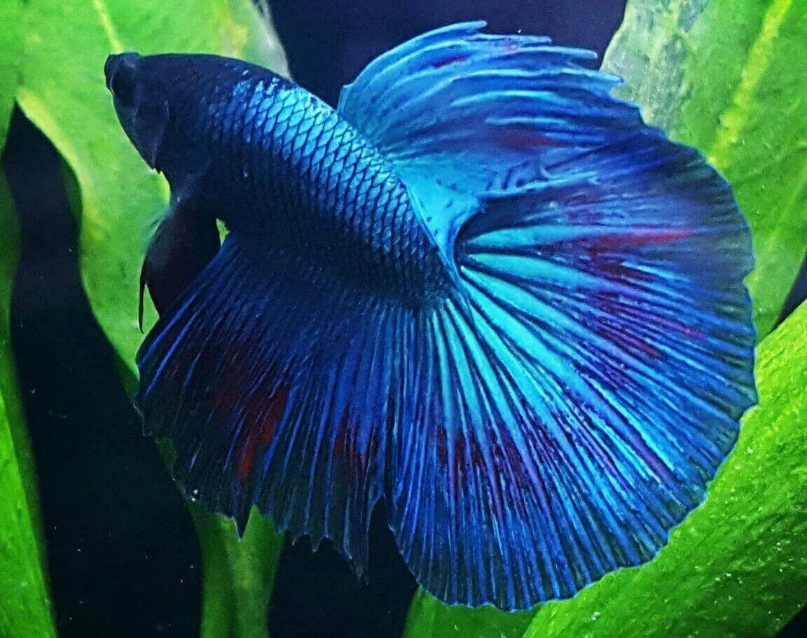Плоские аквариумные рыбки фото T GAR adlı kullanıcının Aquarium Fish panosundaki Pin