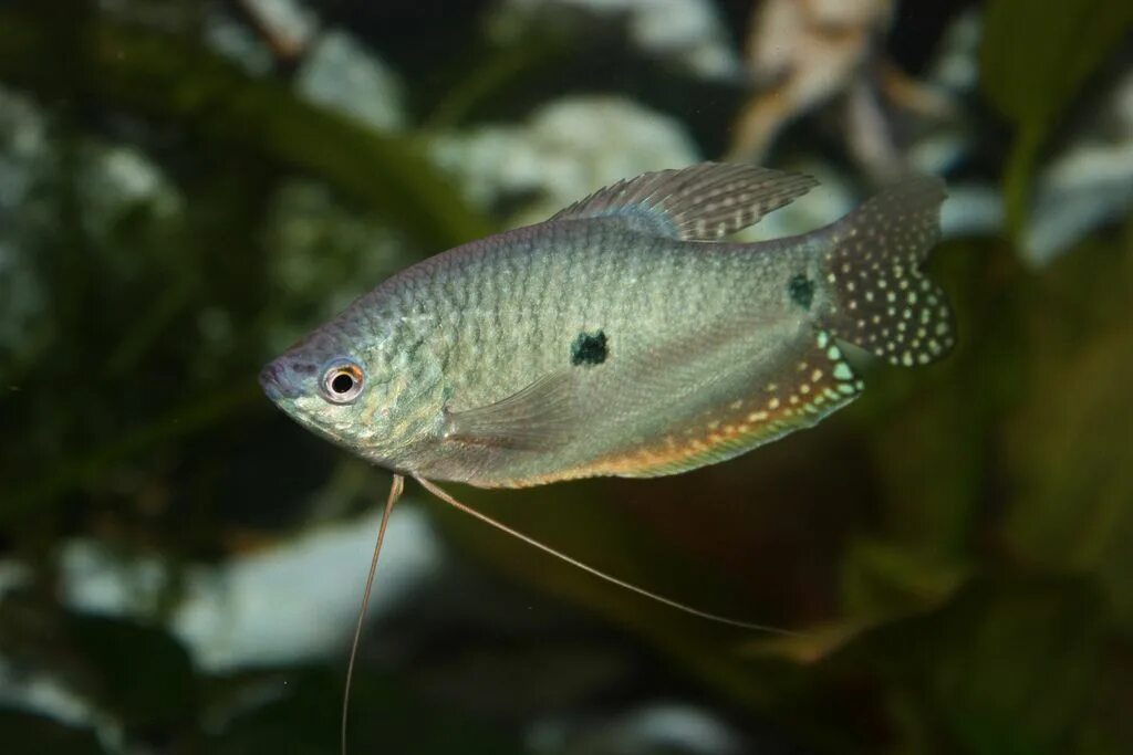 Плоские аквариумные рыбки фото Trichopodus trichopterus Fish pet, Aquarium fish