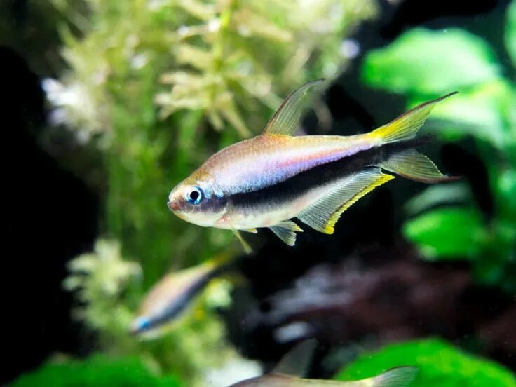 Плоские аквариумные рыбки фото Emperor Tetra (Nematobrycon palmeri) - Tank-Bred! Neon, Hoàng đế, Vuông