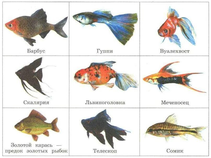 Плоские аквариумные рыбки фото и название Ухаживать и содержать рыбок в аквариуме