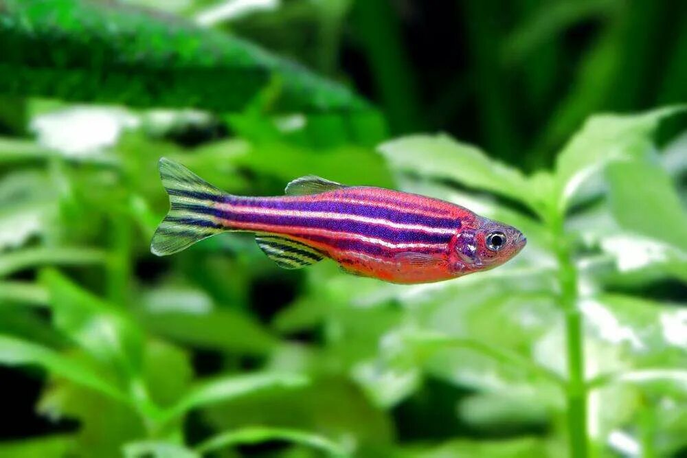 Плоские аквариумные рыбки фото и название Данио Рерио розовый (Danio rerio pink) 4 Фотография