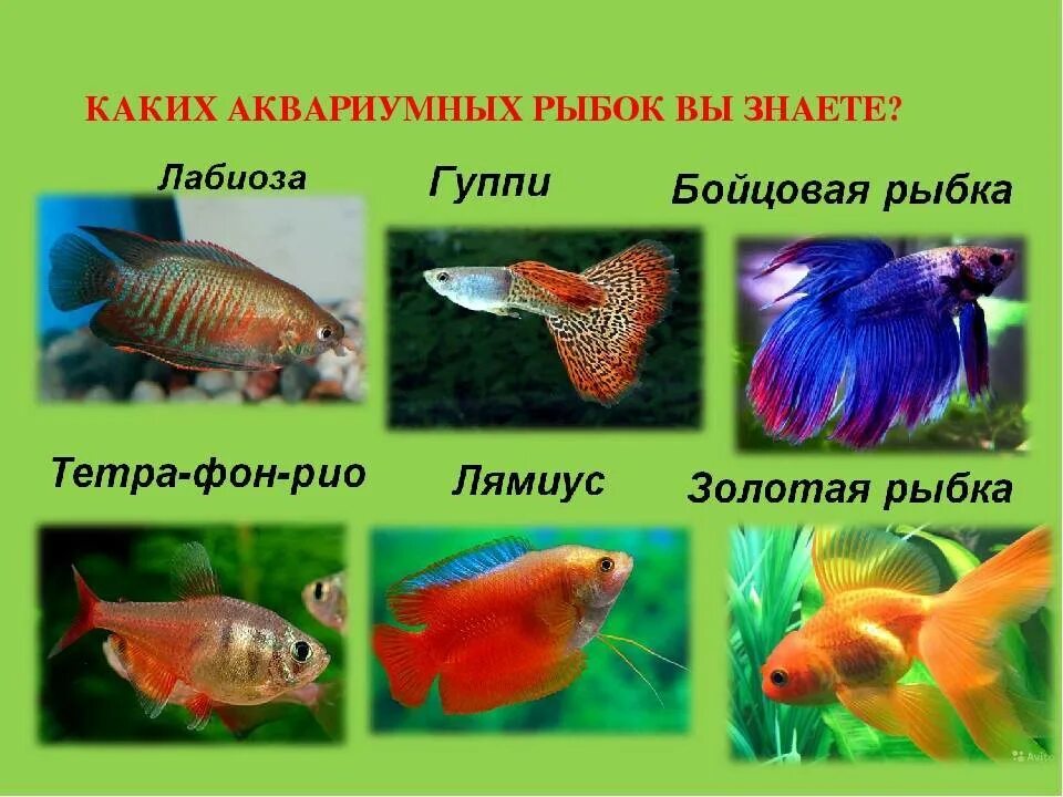Плоские аквариумные рыбки фото и название Животные без кислорода: найдено 88 картинок
