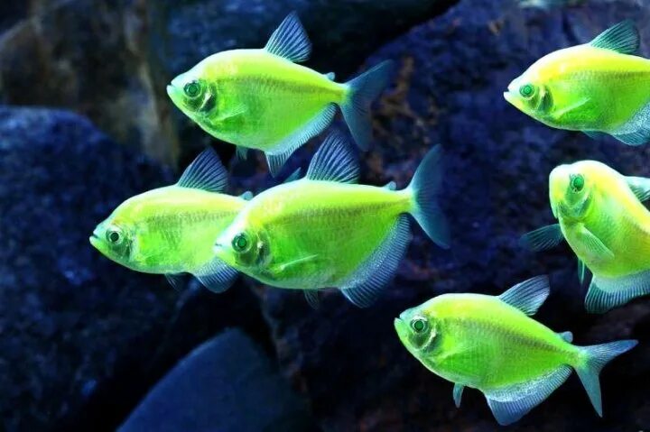 Плоские аквариумные рыбки фото и название Тернеция GloFish салатовый- электро - купить в Москве, цена 70 руб., дата размещ