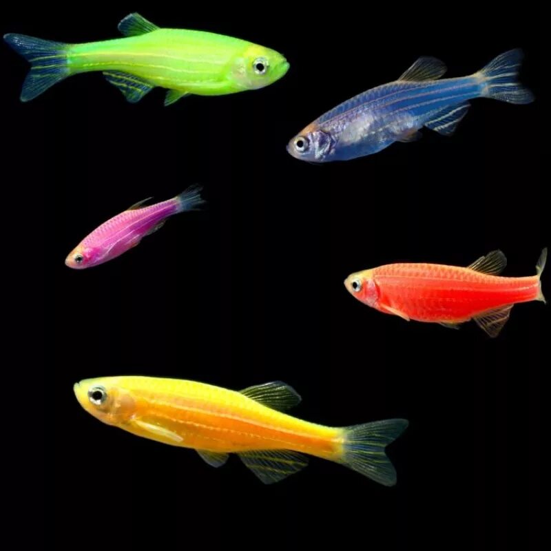 Плоские аквариумные рыбки фото и название Данио Глофиш (Glofish) цвета в ассортименте / Карповые / Аквариумные рыбки / КАТ