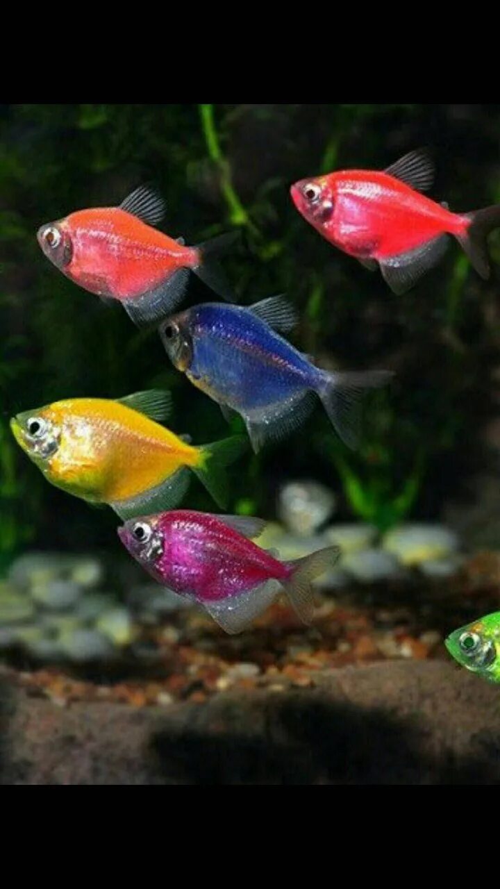 Плоские аквариумные рыбки фото и название I will give free fish (tarnetium caramel) 3 + aquarium round 5l + feed + compres