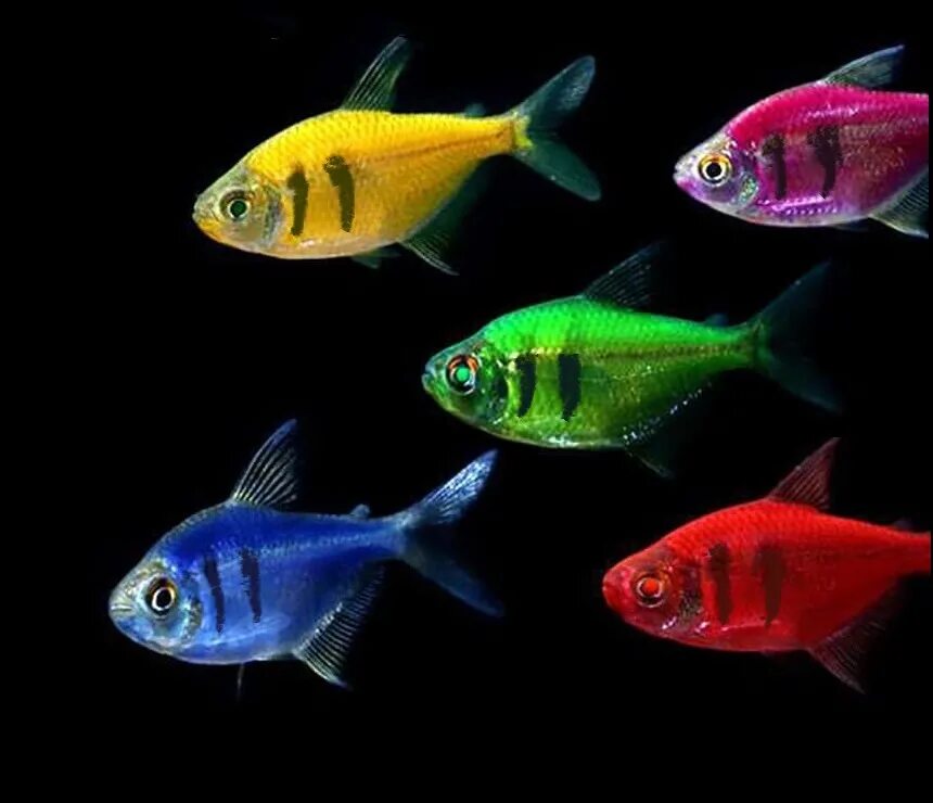 Плоские аквариумные рыбки фото и название Тернеция Glo Fish с полосой ассорти (Gymnocorymbus ternetzi) 1,5-2 см