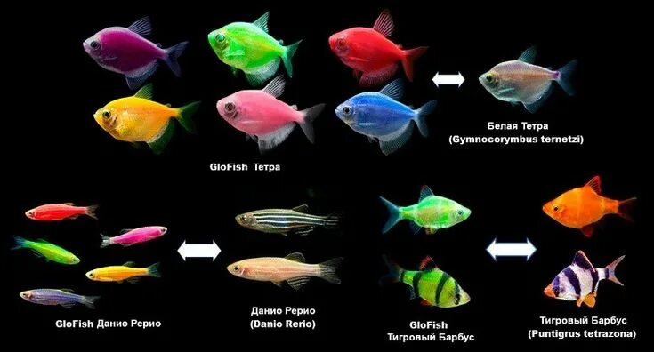 Плоские аквариумные рыбки фото и название Pin by Нетёсов Алексей on Aquarium, tank, fish, plant, aquarium decor,snail Glof