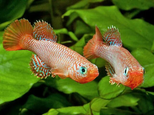 Плоские аквариумные рыбки фото и название Pin on fish