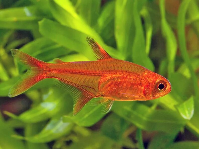 Плоские аквариумные рыбки фото и название Тетра Аманда (Hyphessobrycon amandae) купить - Живая планета