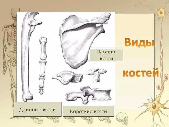 Плоские кости фото Плоские кости список