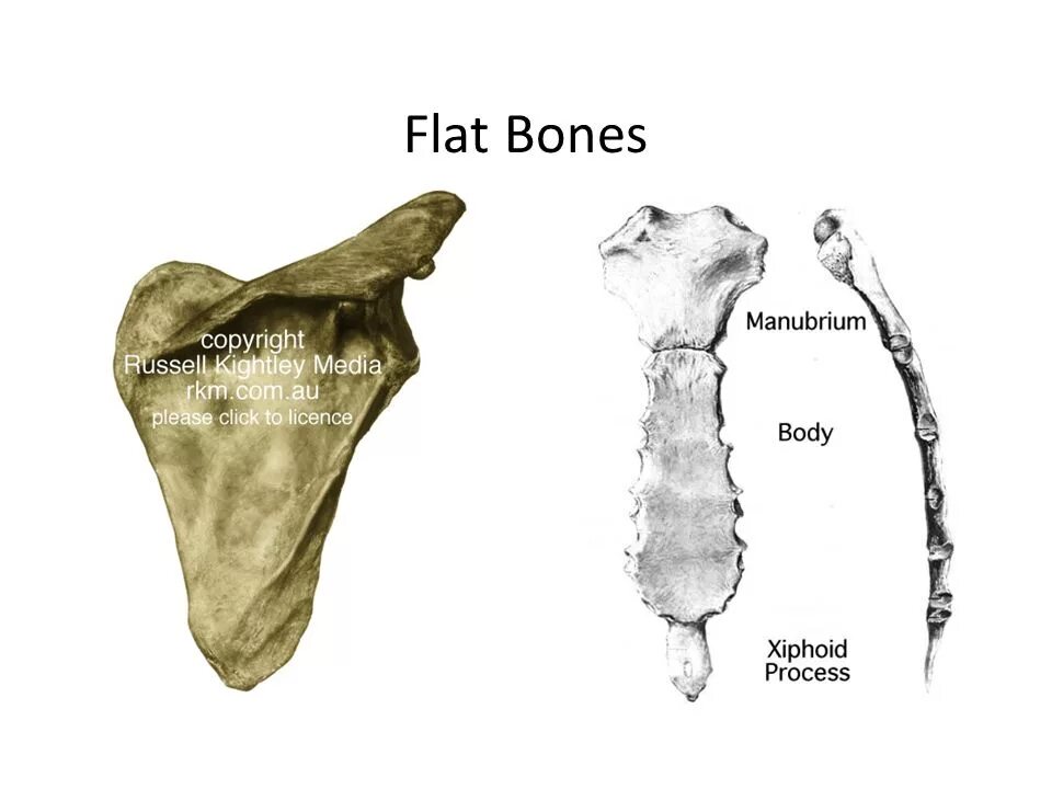 Плоские кости фото Skeletal system Types of bones. Characteristics of bone types Bone typeexample F