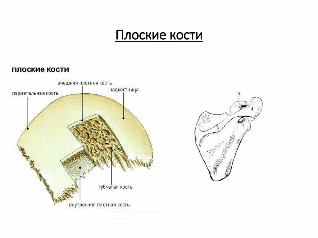 Плоские кости фото Плоские кости список