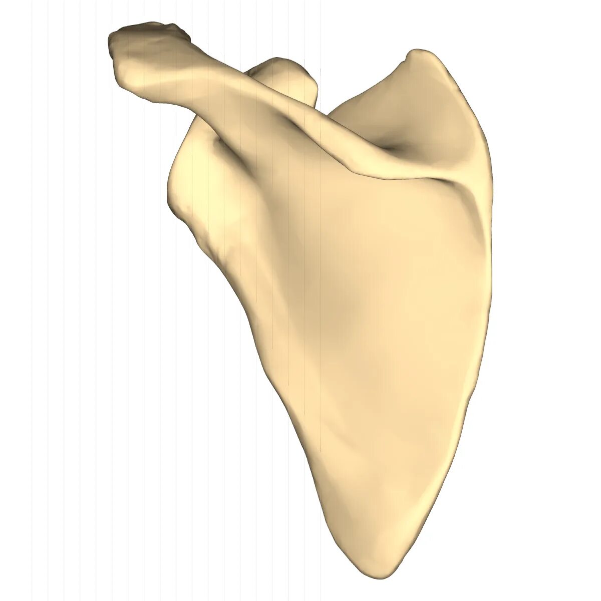 Плоские кости фото File:Left scapula - close-up - posterior view.png - Wikimedia Commons