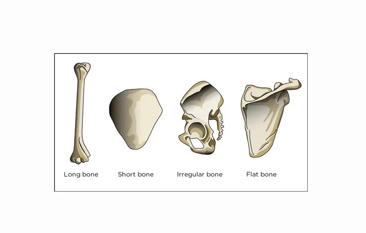 Плоские кости фото Bone Shapes