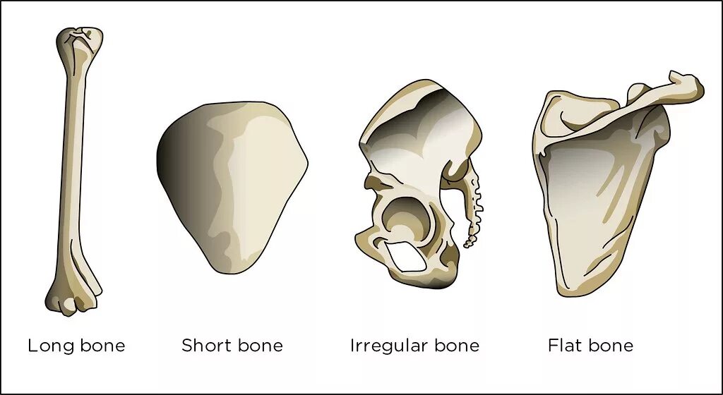 Плоские кости фото Bone types Illustration used in Gr 4-6 Natural Sciences an. Flickr