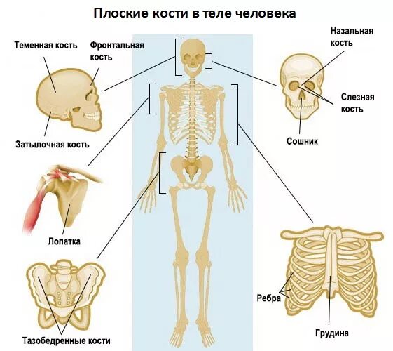 Плоские кости фото Ответы Mail.ru: назовите плоские кости скелета