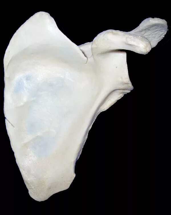 Плоские кости фото File:Scapula ant.jpg - Wikipedia
