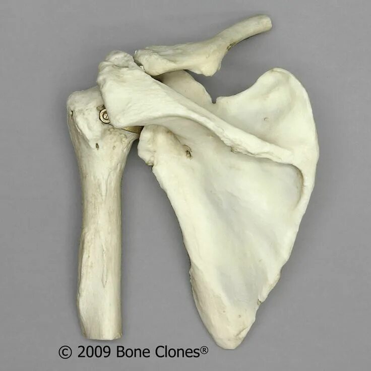 Плоские кости фото Human shoulder bones Anatomy for artists, Human skeleton anatomy, Anatomy bones