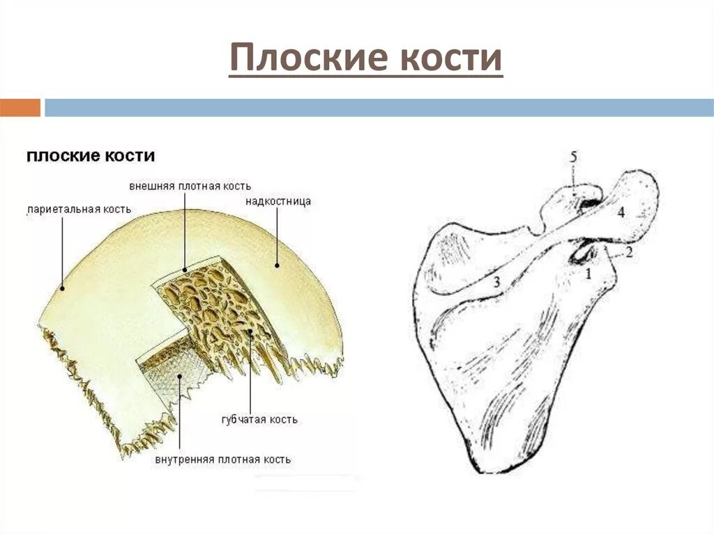 Плоские кости фото Плоские кости список