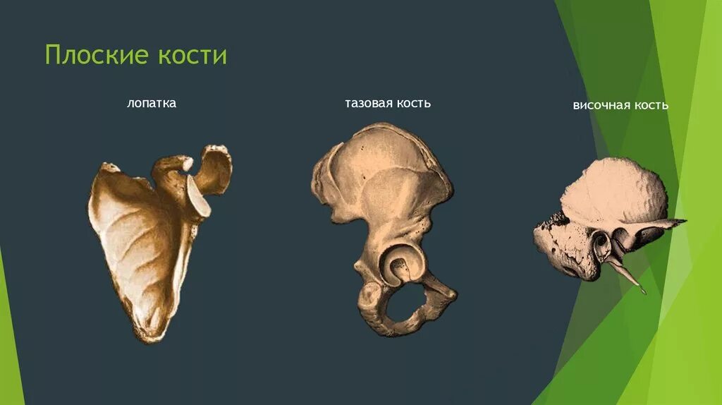 Плоские кости фото Опорно-двигательная система - презентация онлайн