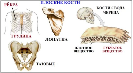 Плоские кости фото Неорганические вещества костной ткани придают ей твердость , а органические веще